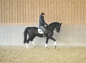 Bayerisches Warmblut, Wallach, 10 Jahre, 170 cm, Rappe