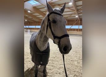 Bayerisches Warmblut, Wallach, 11 Jahre, 169 cm, Schimmel