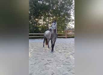 Bayerisches Warmblut, Wallach, 11 Jahre, 170 cm, Apfelschimmel