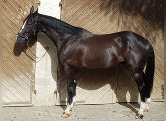 Bayerisches Warmblut, Wallach, 11 Jahre, 175 cm, Dunkelbrauner