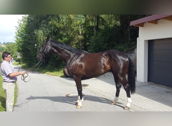 Bayerisches Warmblut, Wallach, 11 Jahre, 175 cm, Dunkelbrauner