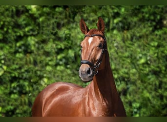 Bayerisches Warmblut, Wallach, 11 Jahre, 178 cm, Fuchs