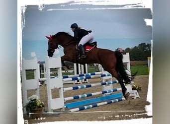 Bayerisches Warmblut, Wallach, 11 Jahre, 180 cm, Brauner