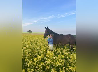 Bayerisches Warmblut, Wallach, 12 Jahre, 170 cm, Brauner