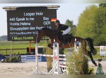 Bayerisches Warmblut, Wallach, 12 Jahre, 170 cm, Brauner