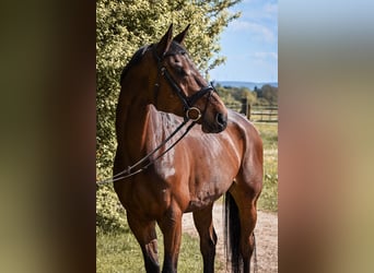 Bayerisches Warmblut, Wallach, 12 Jahre, 170 cm, Brauner