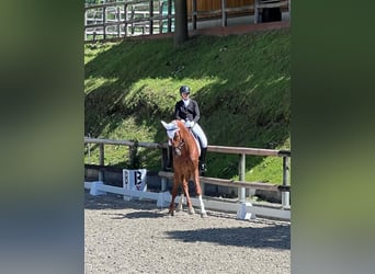 Bayerisches Warmblut, Wallach, 12 Jahre, 170 cm, Fuchs