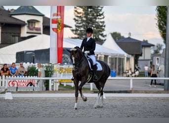 Bayerisches Warmblut, Wallach, 12 Jahre, 173 cm, Dunkelfuchs