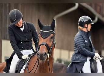 Bayerisches Warmblut, Wallach, 12 Jahre, 175 cm, Brauner