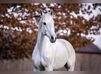 Bayerisches Warmblut, Wallach, 12 Jahre, Schimmel