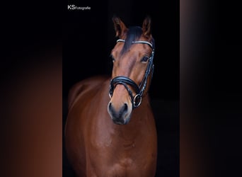 Bayerisches Warmblut, Wallach, 13 Jahre, 163 cm, Brauner