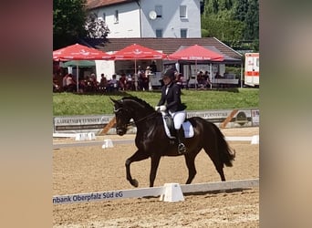 Bayerisches Warmblut, Wallach, 13 Jahre, 163 cm, Dunkelbrauner