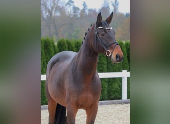 Bayerisches Warmblut, Wallach, 13 Jahre, 165 cm, Dunkelbrauner