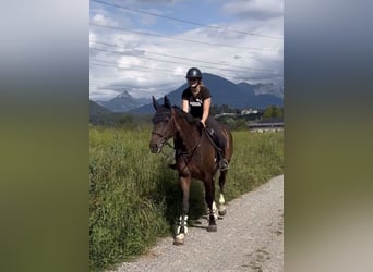 Bayerisches Warmblut, Wallach, 13 Jahre, 168 cm, Brauner