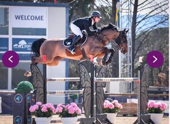 Bayerisches Warmblut, Wallach, 13 Jahre, 168 cm, Brauner
