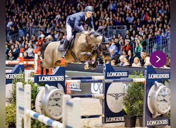 Bayerisches Warmblut, Wallach, 13 Jahre, 168 cm, Brauner