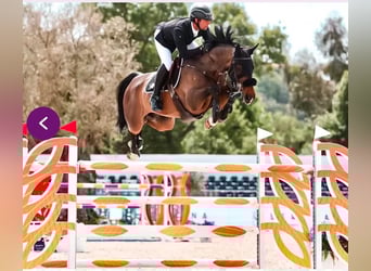 Bayerisches Warmblut, Wallach, 13 Jahre, 168 cm, Brauner