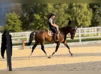Bayerisches Warmblut, Wallach, 13 Jahre, 168 cm, Brauner