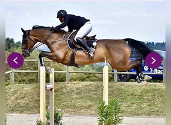 Bayerisches Warmblut, Wallach, 13 Jahre, 168 cm, Brauner