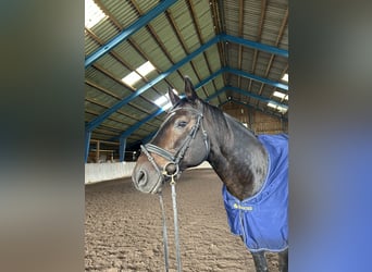Bayerisches Warmblut, Wallach, 13 Jahre, 168 cm, Dunkelbrauner