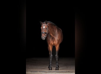 Bayerisches Warmblut, Wallach, 13 Jahre, 170 cm, Brauner