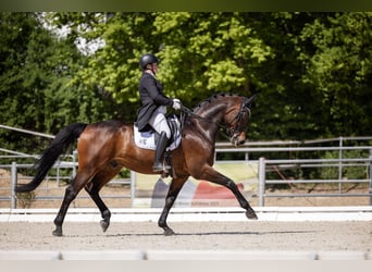 Bayerisches Warmblut, Wallach, 13 Jahre, 172 cm, Dunkelbrauner