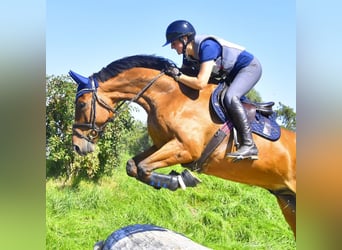 Bayerisches Warmblut, Wallach, 13 Jahre, 175 cm, Brauner