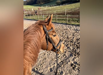 Bayerisches Warmblut, Wallach, 13 Jahre, 178 cm, Fuchs