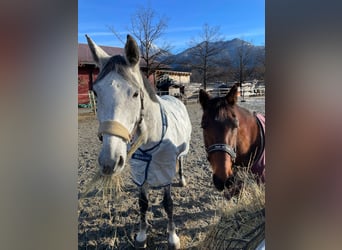 Bayerisches Warmblut, Wallach, 13 Jahre, 179 cm, Schimmel