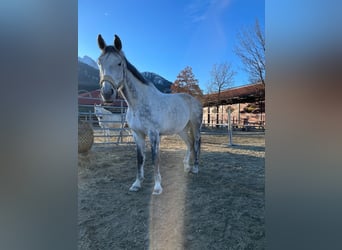 Bayerisches Warmblut, Wallach, 13 Jahre, 179 cm, Schimmel