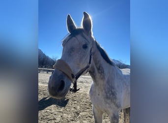 Bayerisches Warmblut, Wallach, 13 Jahre, 179 cm, Schimmel