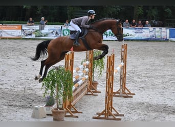 Bayerisches Warmblut, Wallach, 13 Jahre, 182 cm, Brauner