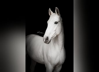 Bayerisches Warmblut, Wallach, 13 Jahre, Schimmel