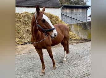 Bayerisches Warmblut, Wallach, 14 Jahre, 155 cm, Fuchs