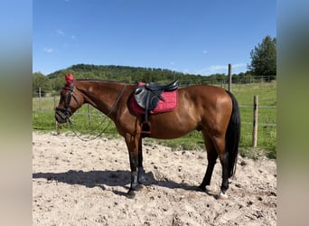 Bayerisches Warmblut, Wallach, 14 Jahre, 163 cm, Brauner