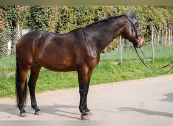 Bayerisches Warmblut, Wallach, 14 Jahre, 165 cm, Brauner