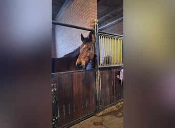 Bayerisches Warmblut, Wallach, 14 Jahre, 165 cm, Brauner