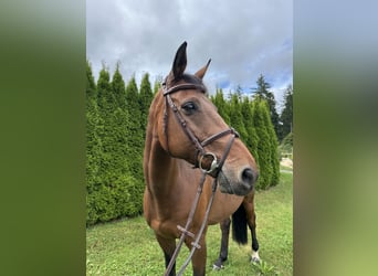 Bayerisches Warmblut, Wallach, 14 Jahre, 167 cm, Brauner