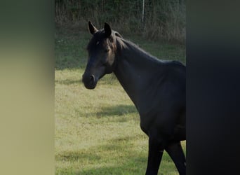 Bayerisches Warmblut Mix, Wallach, 14 Jahre, 170 cm