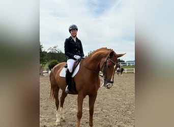 Bayerisches Warmblut, Wallach, 14 Jahre, 170 cm, Fuchs