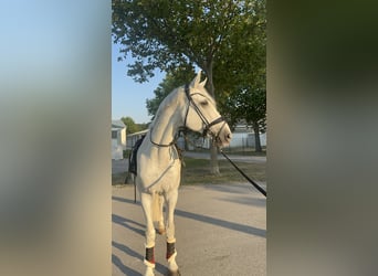 Bayerisches Warmblut, Wallach, 14 Jahre, 170 cm, Schimmel