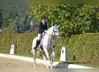 Bayerisches Warmblut, Wallach, 14 Jahre, 170 cm, Schimmel