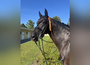 Bayerisches Warmblut, Wallach, 14 Jahre, 172 cm, Rappe