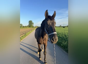 Bayerisches Warmblut, Wallach, 14 Jahre, 178 cm, Rappe