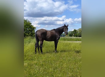 Bayerisches Warmblut, Wallach, 14 Jahre, 178 cm, Rappe