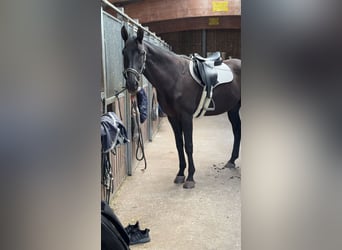 Bayerisches Warmblut, Wallach, 14 Jahre, 178 cm, Rappe