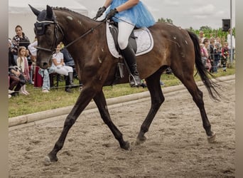 Bayerisches Warmblut, Wallach, 14 Jahre, 178 cm, Rappe