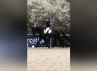 Bayerisches Warmblut, Wallach, 14 Jahre, 178 cm, Rappe