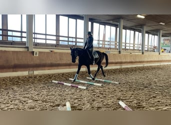 Bayerisches Warmblut, Wallach, 14 Jahre, 178 cm, Rappe