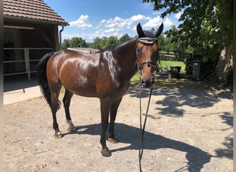 Bayerisches Warmblut, Wallach, 15 Jahre, 160 cm, Dunkelbrauner